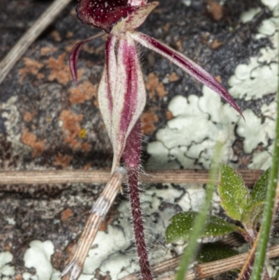 Caladenia actensis (Canberra Spider Orchid) at Downer, ACT by DerekC