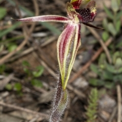 Caladenia actensis (Canberra Spider Orchid) at Mount Majura - 11 Sep 2020 by DerekC