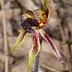 Caladenia actensis (Canberra Spider Orchid) at Downer, ACT - 11 Sep 2020 by DerekC