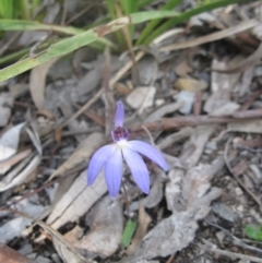 Cyanicula caerulea (Blue Fingers, Blue Fairies) at Aranda, ACT - 11 Sep 2020 by dwise