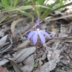 Cyanicula caerulea at Undefined Area - suppressed