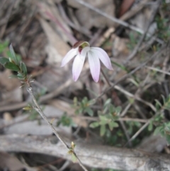 Caladenia fuscata (Dusky Fingers) at Aranda, ACT - 10 Sep 2020 by dwise