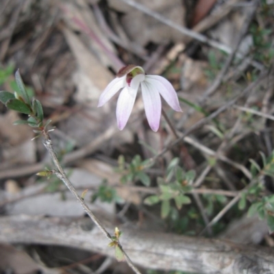 Caladenia fuscata (Dusky Fingers) at Aranda Bushland - 10 Sep 2020 by dwise