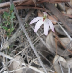 Caladenia fuscata at Aranda, ACT - 10 Sep 2020