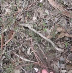 Caladenia fuscata at Aranda, ACT - suppressed