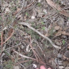 Caladenia fuscata at Aranda, ACT - 10 Sep 2020