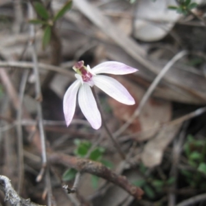 Caladenia fuscata at Aranda, ACT - suppressed