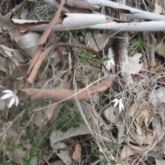 Caladenia fuscata at Aranda, ACT - suppressed