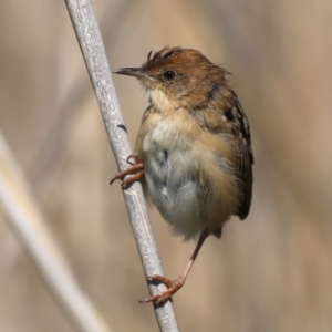 Cisticola exilis at Fyshwick, ACT - 11 Sep 2020