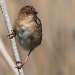 Cisticola exilis at Fyshwick, ACT - 11 Sep 2020 11:06 AM