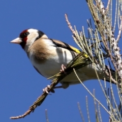 Carduelis carduelis (European Goldfinch) at Fyshwick, ACT - 11 Sep 2020 by jb2602