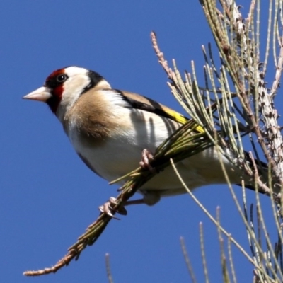 Carduelis carduelis (European Goldfinch) at Fyshwick, ACT - 11 Sep 2020 by jbromilow50