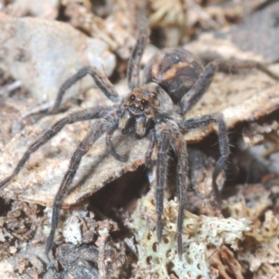 Venatrix sp. (genus) (Unidentified Venatrix wolf spider) at Jerrabomberra, NSW - 6 Sep 2020 by Harrisi