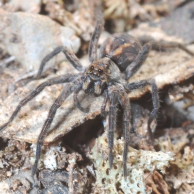 Venatrix sp. (genus) (Unidentified Venatrix wolf spider) at Jerrabomberra, NSW - 6 Sep 2020 by Harrisi