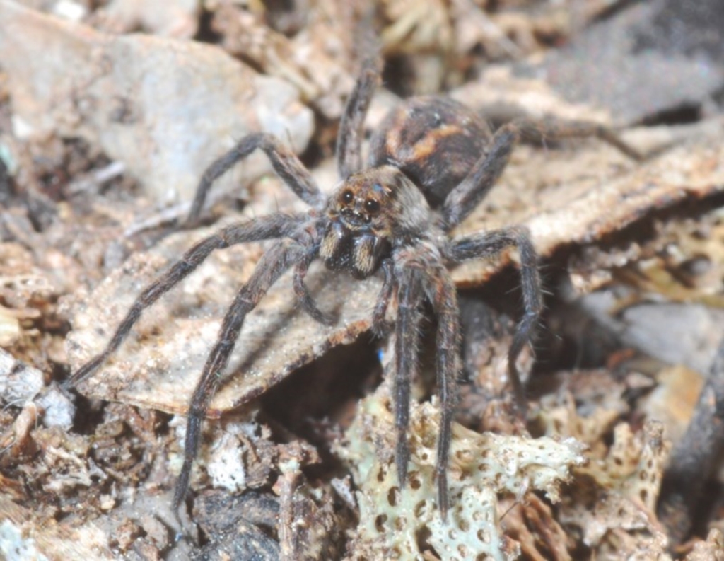Venatrix sp. (genus) at Jerrabomberra, NSW - 6 Sep 2020
