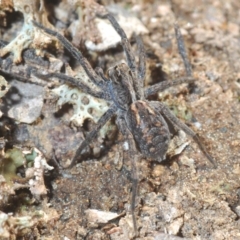Venatrix sp. (genus) at Jerrabomberra, NSW - 6 Sep 2020