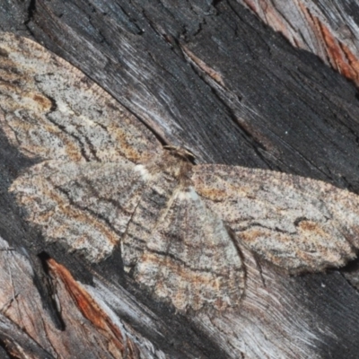 Ectropis excursaria (Common Bark Moth) at QPRC LGA - 6 Sep 2020 by Harrisi