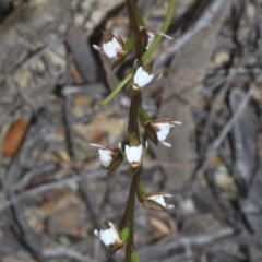 Prasophyllum brevilabre (Short-lip Leek Orchid) at Tianjara, NSW - 1 Sep 2020 by Harrisi