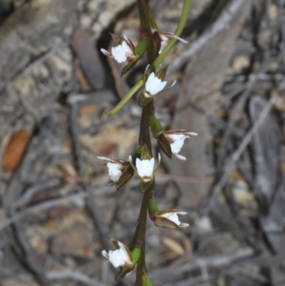 Prasophyllum brevilabre (Short-lip Leek Orchid) at Tianjara, NSW - 1 Sep 2020 by Harrisi