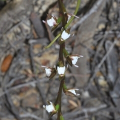 Prasophyllum brevilabre (Short-lip leek orchid) at Tianjara, NSW - 1 Sep 2020 by Harrisi