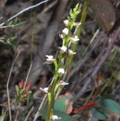 Paraprasophyllum brevilabre at Tianjara, NSW - suppressed