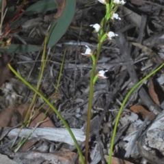 Paraprasophyllum brevilabre at Tianjara, NSW - suppressed