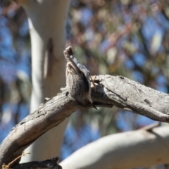 Daphoenositta chrysoptera (Varied Sittella) at Kowen, ACT - 11 Sep 2020 by rawshorty