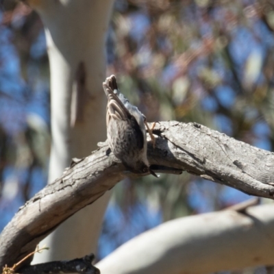 Daphoenositta chrysoptera (Varied Sittella) at Kowen Woodland - 11 Sep 2020 by rawshorty