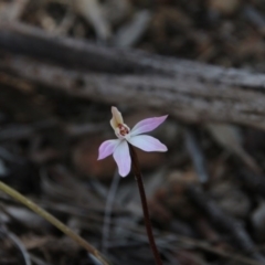 Caladenia fuscata (Dusky Fingers) at Mount Majura - 10 Sep 2020 by petersan