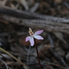 Caladenia fuscata (Dusky Fingers) at Downer, ACT - 10 Sep 2020 by petersan