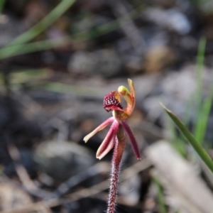 Caladenia actensis at suppressed - 11 Sep 2020