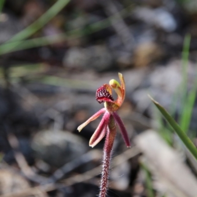 Caladenia actensis (Canberra Spider Orchid) at Mount Majura - 10 Sep 2020 by petersan