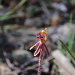 Caladenia actensis (Canberra spider orchid) at Downer, ACT - 10 Sep 2020 by petersan