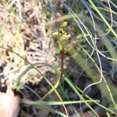 Diuris pardina (Leopard Doubletail) at Mount Majura - 10 Sep 2020 by petersan