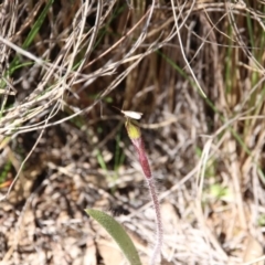 Caladenia actensis (Canberra Spider Orchid) at Mount Majura - 11 Sep 2020 by petersan