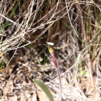 Caladenia actensis (Canberra Spider Orchid) at Mount Majura - 11 Sep 2020 by petersan