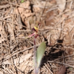 Caladenia actensis (Canberra Spider Orchid) at Downer, ACT by petersan