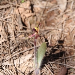 Caladenia actensis (Canberra Spider Orchid) at Downer, ACT - 11 Sep 2020 by petersan