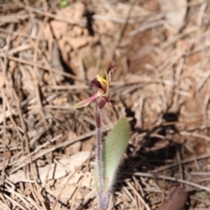 Caladenia actensis at suppressed - suppressed