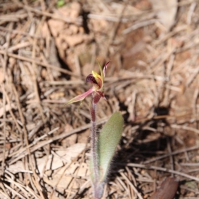 Caladenia actensis (Canberra Spider Orchid) at Mount Majura - 11 Sep 2020 by petersan