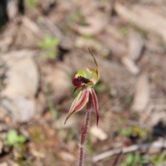 Caladenia actensis (Canberra Spider Orchid) at Downer, ACT by petersan
