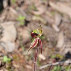 Caladenia actensis (Canberra Spider Orchid) at Mount Majura - 11 Sep 2020 by petersan