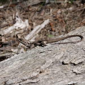 Amphibolurus muricatus at Downer, ACT - 11 Sep 2020