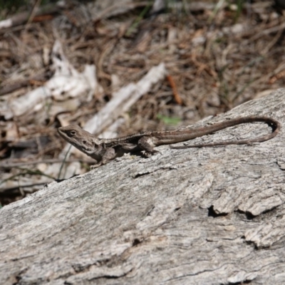 Amphibolurus muricatus (Jacky Lizard) at Mount Majura - 11 Sep 2020 by petersan