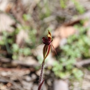 Caladenia actensis at suppressed - suppressed