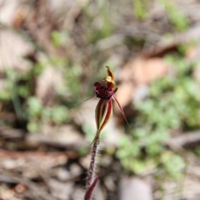 Caladenia actensis (Canberra Spider Orchid) at Mount Majura - 11 Sep 2020 by petersan