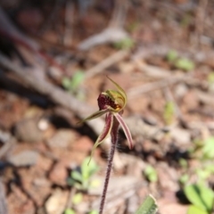 Caladenia actensis at suppressed - suppressed