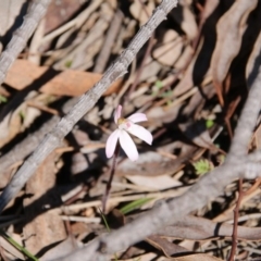 Caladenia fuscata (Dusky Fingers) at Mount Majura - 11 Sep 2020 by petersan