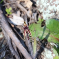 Caladenia actensis (Canberra Spider Orchid) at Mount Majura - 11 Sep 2020 by petersan