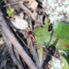 Caladenia actensis (Canberra spider orchid) at Downer, ACT - 11 Sep 2020 by petersan